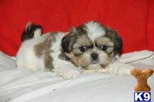Puppies in PA